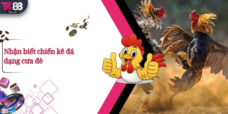 Top 5+ Thế Đá Gà Đòn Hay Và Cách Nhận Biết Cực Chuẩn 4 Nhận biết chiến kê đá dạng cưa đè