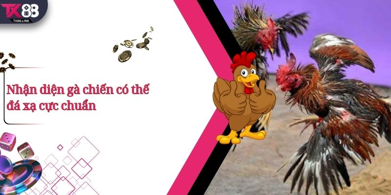 Thế Gà Đá Xạ Là Gì? Vì Sao Được Các Chiến Kê Đánh Giá Cao? 4 Nhận diện gà chiến có thế đá xạ cực chuẩn