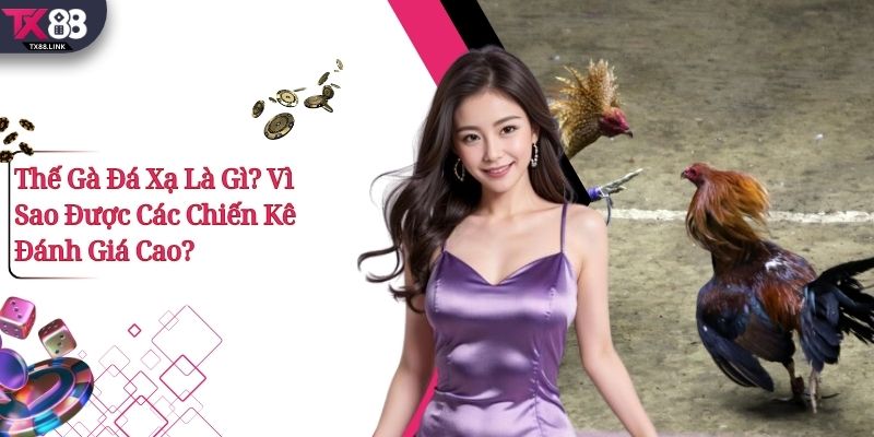 Thế Gà Đá Xạ Là Gì? Vì Sao Được Các Chiến Kê Đánh Giá Cao? 8 Thế Gà Đá Xạ Là Gì? Vì Sao Được Các Chiến Kê Đánh Giá Cao?